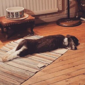 Hälsopaket för kanin