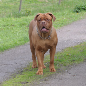 Hälsopaket för hund
