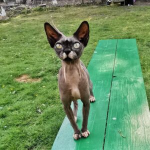 Hälsopaket för katt